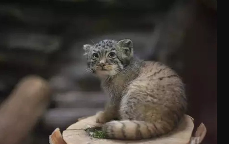Illustration for article titled Notes from a Pallas Cat...